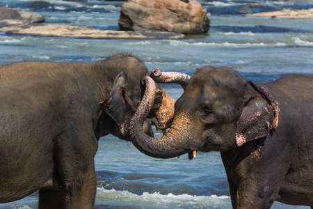 A beautiful shot of two elephants standing next to each other