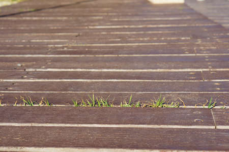 A wooden dock with small grasses in between - perfect for background