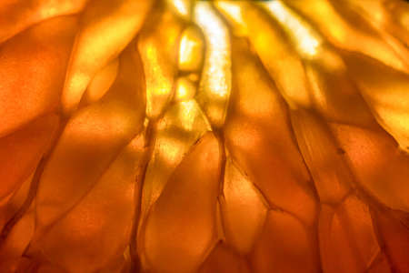 A macro shot of a fresh tangerine fruitの写真素材