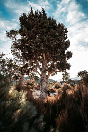 A vertical shot of a tree in a deserted area under the cloudy sky