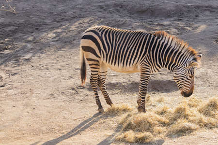 A high angle shot of a zebra eating hay in a zooの写真素材
