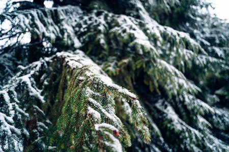 A closeup shot of spruce tree covered with snowの写真素材