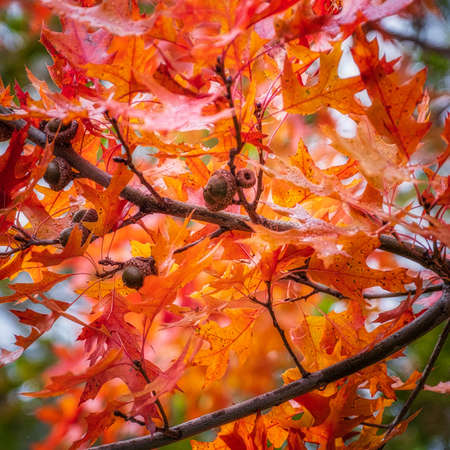 Orange maple leaves on tree branch during daytime