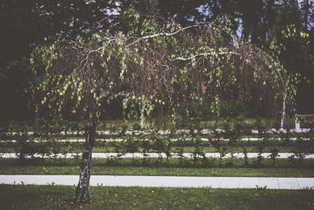 A beautiful shot of tree leaves in the park during daytime