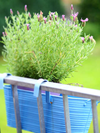 A vertical shot of a plant growing in a blue bowlの写真素材