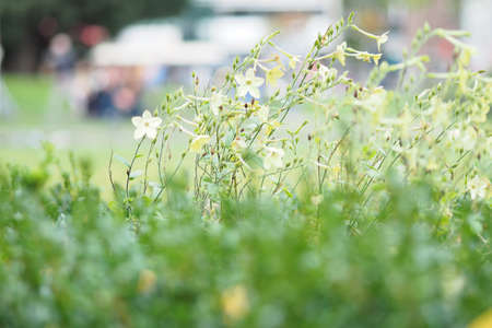 A wide angle shot of white flowers growing in a field of grass