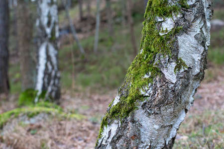 A closeup shot of a tree covered with moss on a blurred background