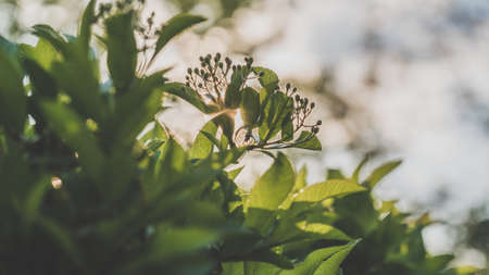 A beautiful sunburst through tree buds with bokeh effectの写真素材