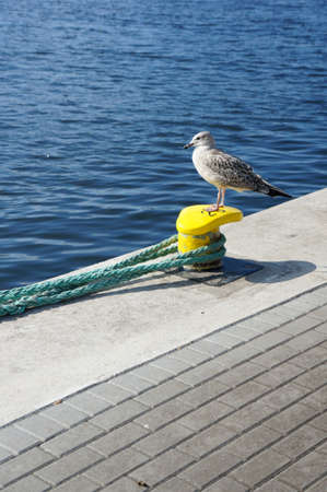A vertical picture of a silver gull standing near the sea under the sunlightの写真素材