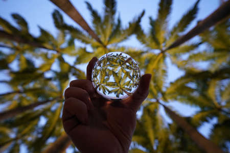 A low angle POV of a person golding a crystal ball with palm tree reflections in it