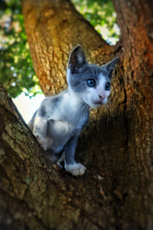 A vertical low angle closeup shot of a cute white and grey cat sitting on the trunk of a treeの写真素材
