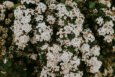 A closeup shot of a bush with small white flowers