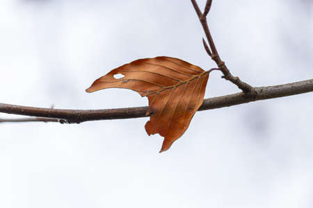 A closeup of a dry leaf on a tree branch under the cloudy sky during the autumn