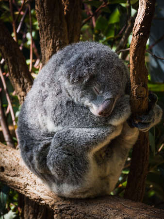 A vertical shot of a koala sleeping on a tree