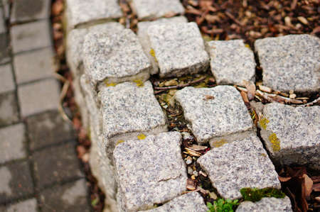 A closeup of cobblestones on a sidewalk covered in mosses and leaves during the autumn