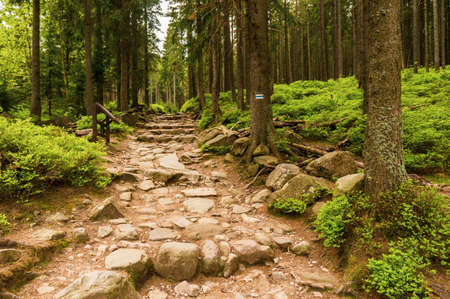 A mesmerizing view of the road in the forest surrounded by lush natureの写真素材
