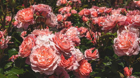 A closeup of pink Garden roses surrounded by greenery under the sunlight with a blurry backgroundの写真素材