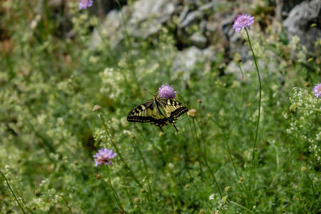 A yellow and black butterfly sitting on a purple flower in the field