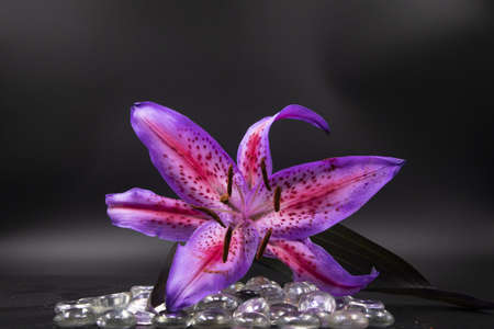 A selective focus closeup shot of a single fully bloomed stargazer with laid on glass pebblesの写真素材