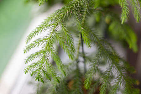 A selective focus shot of spruce branches with a blurry background