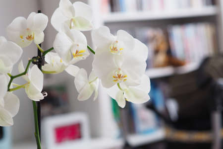 A closeup shot of white flowers on a branchの写真素材