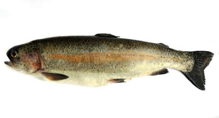 A side shot of a fish called coastal cutthroat trout on a white background