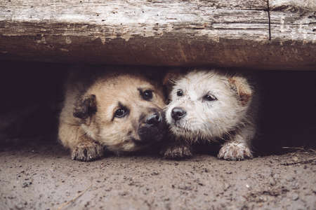 A wide angle shot of two dogs playing next to each other