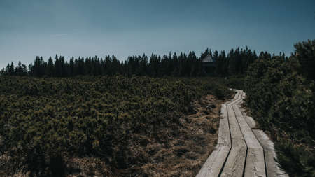 A board walk through a pine tree nursery with adult pine trees in the background