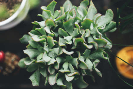 An overhead selective focus shot of a green houseplant