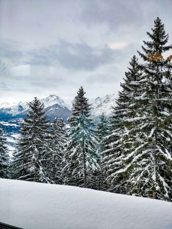 A wide shot of a snowy forest full of pine trees with a cloudy sky and a mountain range at the backの写真素材