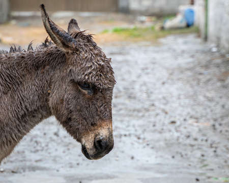 A closeup shot of the face of a donkey on a cloudy dayの写真素材