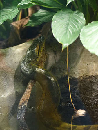 A vertical shot of a black snake under the leaves of a plant