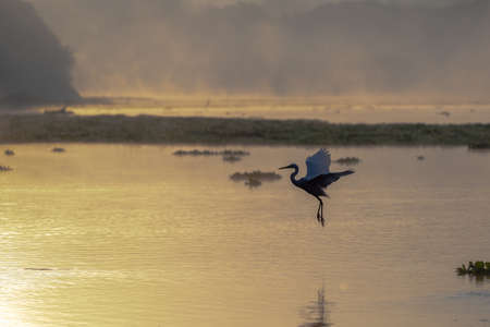 A beautiful shot of a bird preparing for landing with a scenery of sunsetの写真素材