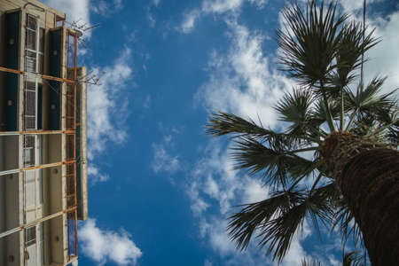 A low angle shot of a tree growing next to a buildingの写真素材