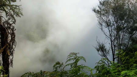A beautiful shot of green trees in the fog