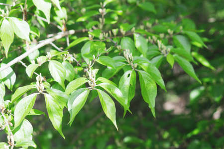A closeup shot of the branches of the trees with green leaves in the garden