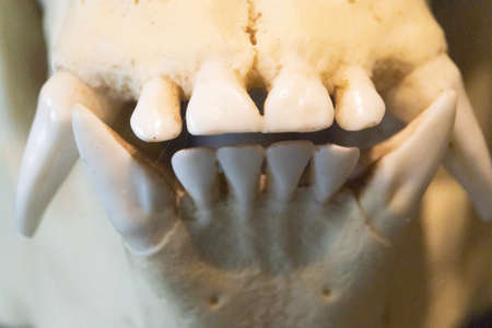 An extreme closeup shot of a gorilla's front teeth on a skullの写真素材
