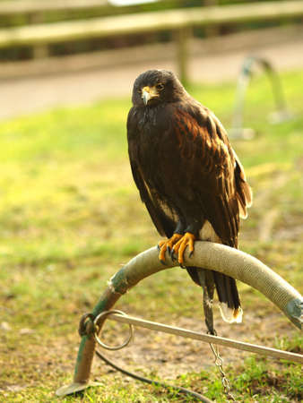 A black falcon sitting on a piece of metal behind a green fieldの写真素材
