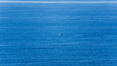 A beautiful shot of a shark in the distance