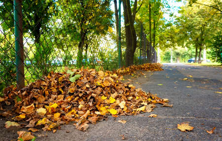 The dried yellow leaves from the trees gathered together in the parkの写真素材