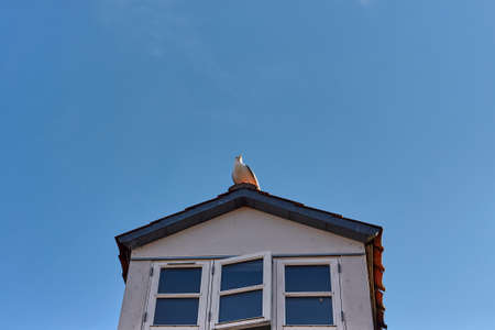 A seagull sitting on the roof of a house in Nexo, Bornholm island, Denmarkの写真素材