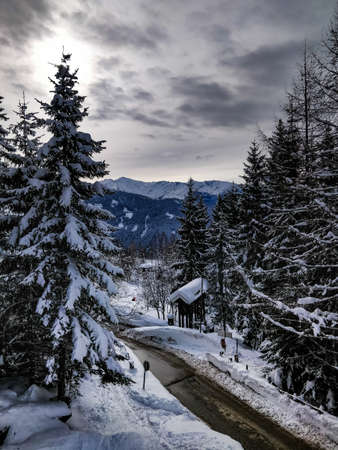 A wide shot of a road surrounded by pine trees with a blue sky in winter