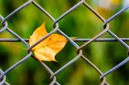 A mesmerizing view of a yellow leaf stuck on a metal fence in the park