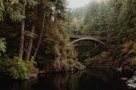 A wooden bridge on the river in a forest surrounded by trees and bushes