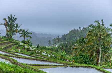 A rainy day at Jati Lewis Rice terraces in Bali, Indonesiaの写真素材