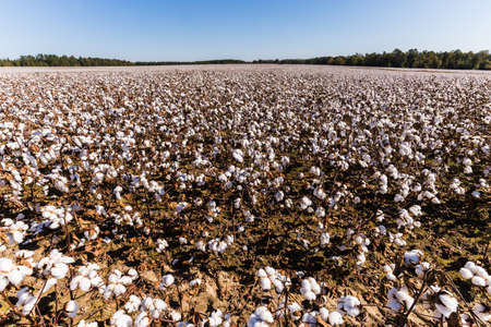 A beautiful shot of a cotton field under a blue skyの写真素材