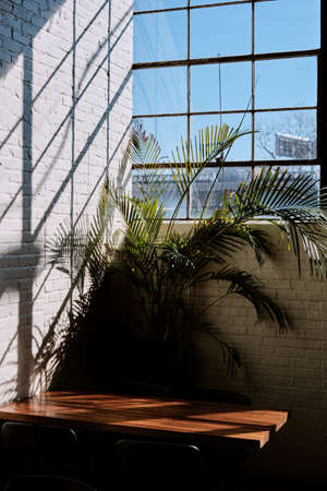 A palm plant and a table at the corner of a room with the sun shining from outside casting shadows...