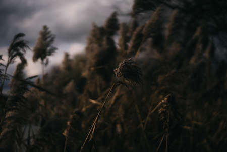 A selective focus shot of common reed under the wind during cloudy weatherの写真素材