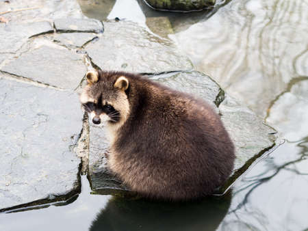 A raccoon sitting on a stone near the water at Zoom Erlebnisweltの写真素材