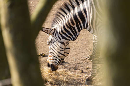 A framed shot of a zebra eating hay captured through tree trunksの写真素材